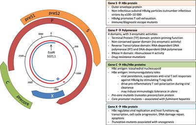 Frontiers | Hepatitis B Virus Adaptation To The CD8+ T Cell Response ...